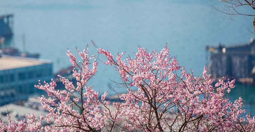 sakura7-1.jpg