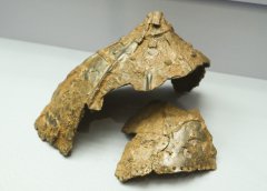 SHAL0779.jpg