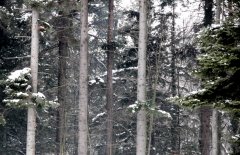 IMG_7194.jpg